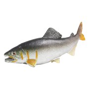 Kitchen Toy for Educational Imagination and Interactive Play in a Realistic Aquatic Theme for Kids and Adults