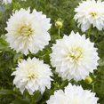 thumbnail image 1 of Tasc Flower Bulbes Dahlia Perfection blanche décorative (2 ampoules), 1 of 1