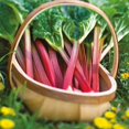 thumbnail image 1 of GSDWIUEW Seeds Rhubarb Victoria 35 Days Garden Heiroom Vegetable for Planting, 1 of 8