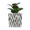 thumbnail image 3 of Fausse plante grasse miniature Kibo avec pot rayé, 3 of 5