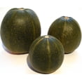thumbnail image 1 of 35 Graines de Courge TATUME Douce Cucurbita Pepo Calebasse Calebacita Courgette Mexicaine, 1 of 3
