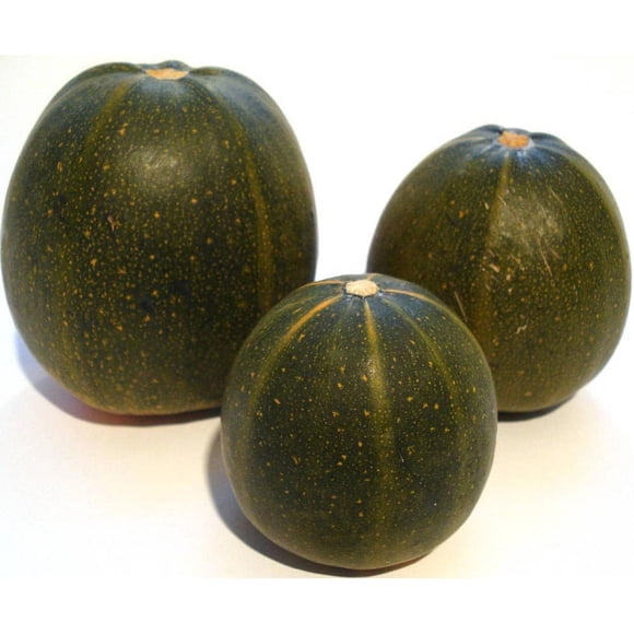 35 Graines de Courge TATUME Douce Cucurbita Pepo Calebasse Calebacita Courgette Mexicaine
