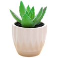 thumbnail image 1 of Coofit Mini Potted Succulent Lifelike - Artificial Plant Faux Succulent in Pot for Home, 1 of 4