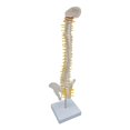 thumbnail image 4 of Human Spine Model Vertebral Column 17.7" Life Size for Teaching Aid standing, 4 of 8