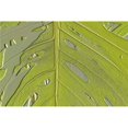 thumbnail image 1 of Posterazzi DPI1790302LARGE Leaf Texture Background Poster Print by Paul Sale, 36 x 24 - Large, 1 of 2