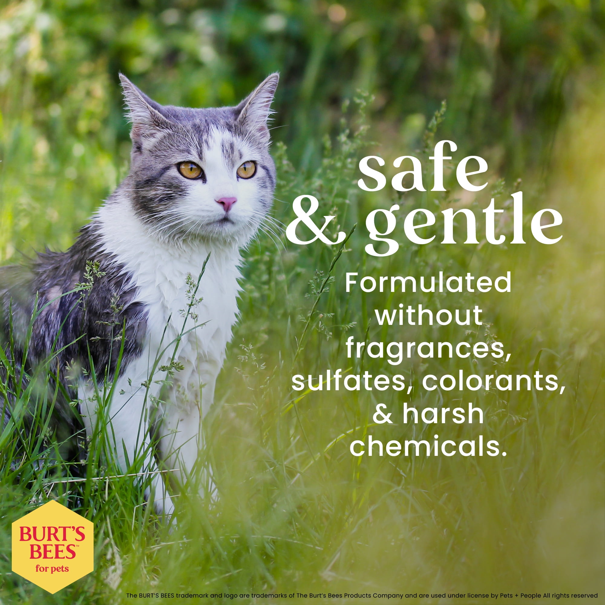 Shampooing hypoallergénique pour chats Burt's Bees au beurre de karité et miel 10 fl oz