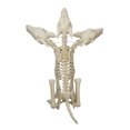 thumbnail image 3 of 3-Headed animated Skeleton Wolf decoration,Halloween Decor,by way to celebrate, 3 of 5