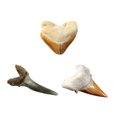 thumbnail image 2 of National Geographic Trousse de Fouille Dent de Requin, 2 of 7
