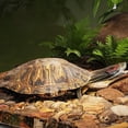 thumbnail image 4 of Large Acrylic Turtle Tank Terrarium Sunbathing Platform - Suspended Aquarium Accessory for Reptiles Amphibians Easy Install Panoramic View Durable Habitat, 4 of 9