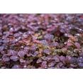 thumbnail image 2 of 2 Gallon (7.5L) Rose Glow Barberry (Berberis) Shrub, 2 of 2