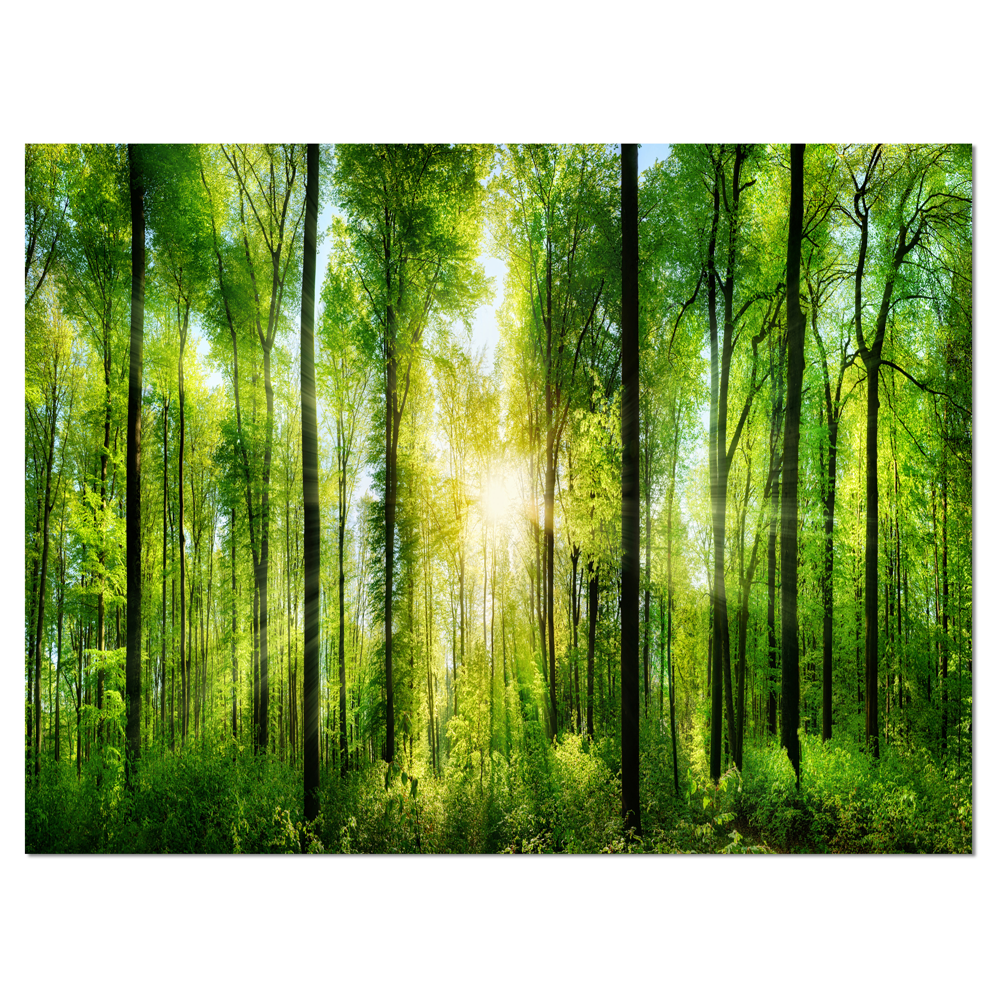 Tableau à toile imprimée Design Art Paysage Panorama Forêt avec rayons de soleil