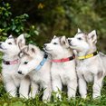 thumbnail image 4 of 12 piece set, separate cat collar identification collar for newborn pets, 4 of 5