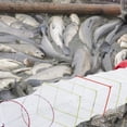 thumbnail image 4 of ruzhgo Pêche Pliable Cage Cage Pliable Pêche Filet Crabes Homards Pièges, 4 of 8