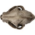 thumbnail image 4 of Ebros Realistic Replica Animals Bob Cat Skeleton Skull Fossil Resin Figurine, 4 of 5