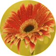 thumbnail image 1 of Ahgly Company Machine Washable Indoor Round Transitional Scarlet Red Area Rugs, 7' Round, 1 of 7