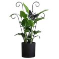 thumbnail image 2 of Holder Climbing Trellis Frame Stakes Growth Flower Pot Vine Stand Plant Support, 2 of 8