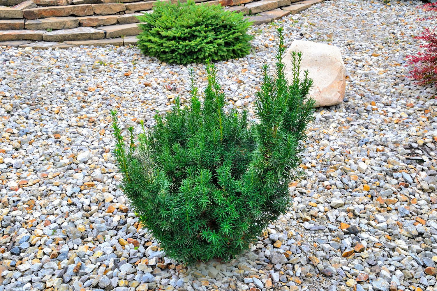 If 'Hicks' (Taxus), pot de 2 gal, arbuste