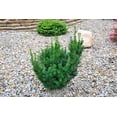thumbnail image 2 of 2 Gallon Hicks Yew Shrub, 2 of 6
