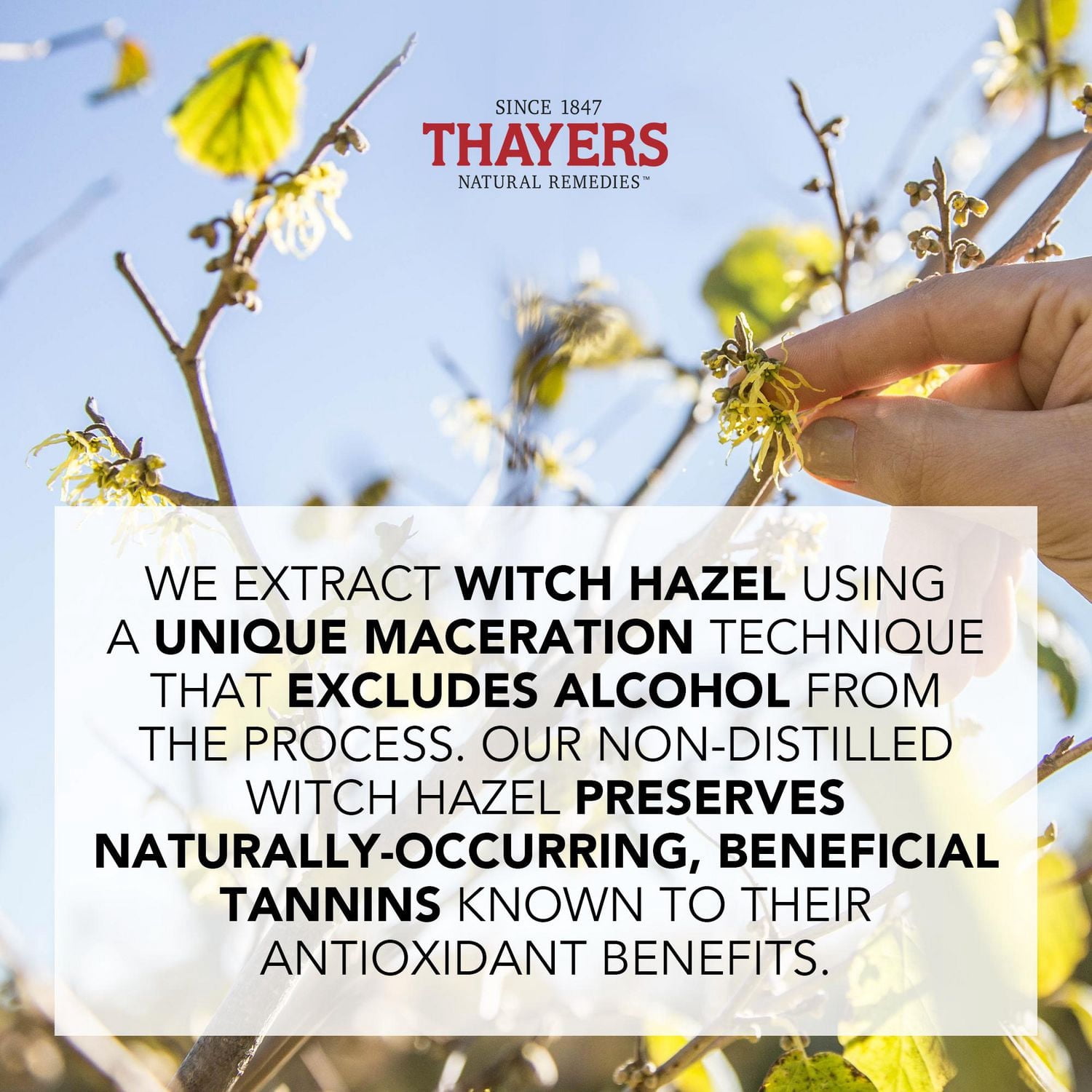 THAYERS Unscented Facial Toner Alcohol-Free Witch Hazel Aloe Vera Formula Travel Size 89mL