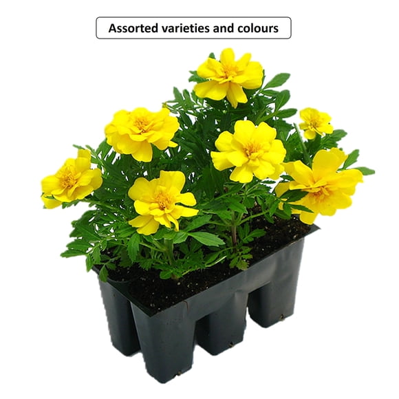 Expert Gardener Pack Of 6 Plants, Annual Bedding Plants, Assorted Colours & Varieties, Outdoor Live Plants for Home Garden