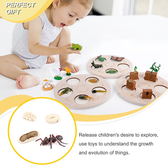 1 Set Modèle de Ver de Pelle en Plastique Premium Figurines d'Insectes Significatives Modèles Éducatifs Précoces pour Projet Scolaire Fourmi Rouge