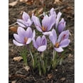 thumbnail image 1 of Tasc Saffron Crocus (Crocus sativus) Flower Bulbs – Perennial Fall-Blooming Crocus Bulbs, 1 of 2