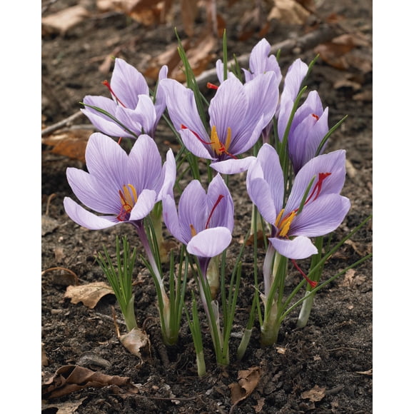 Tasc Saffron Crocus (Crocus sativus) Flower Bulbs – Perennial Fall-Blooming Crocus Bulbs