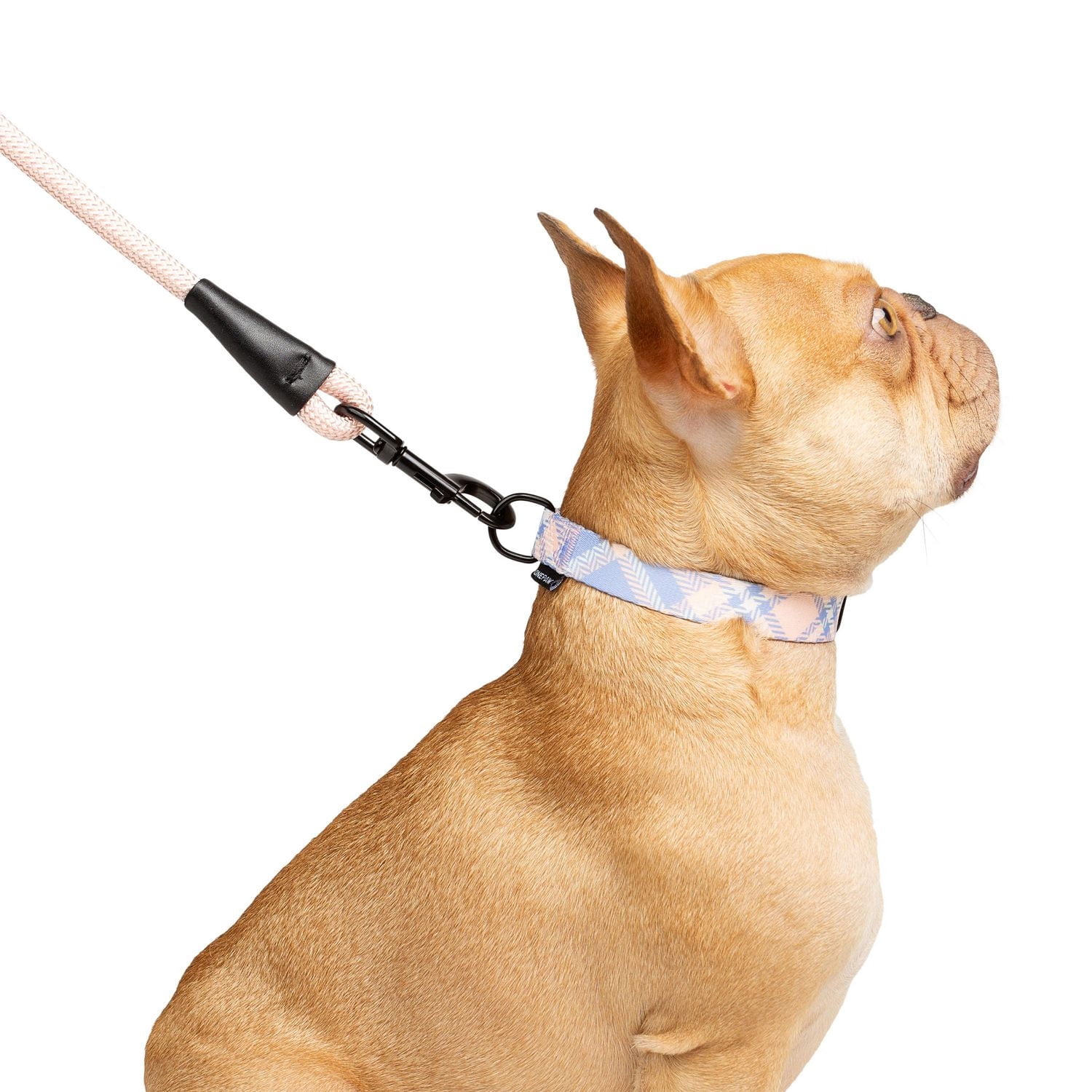 One Paw , Ensemble Collier et Laisse pour Chien 3 Pcs, avec Distributeur de Sacs, Plusieurs Couleurs Tailles