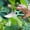 Green, variant on Pruning Shears for Gardening,Ultra Sharp Garden Scissors Garden Shears, Garden Pruning Shears Stainless Steel Blades Handheld Pruners Bypass Pruning Shears For Your Garden