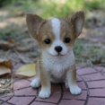 thumbnail image 1 of Hi-Line Gift Ltd Chihuahua Puppy Statue, Brun/blanc, 1 of 1