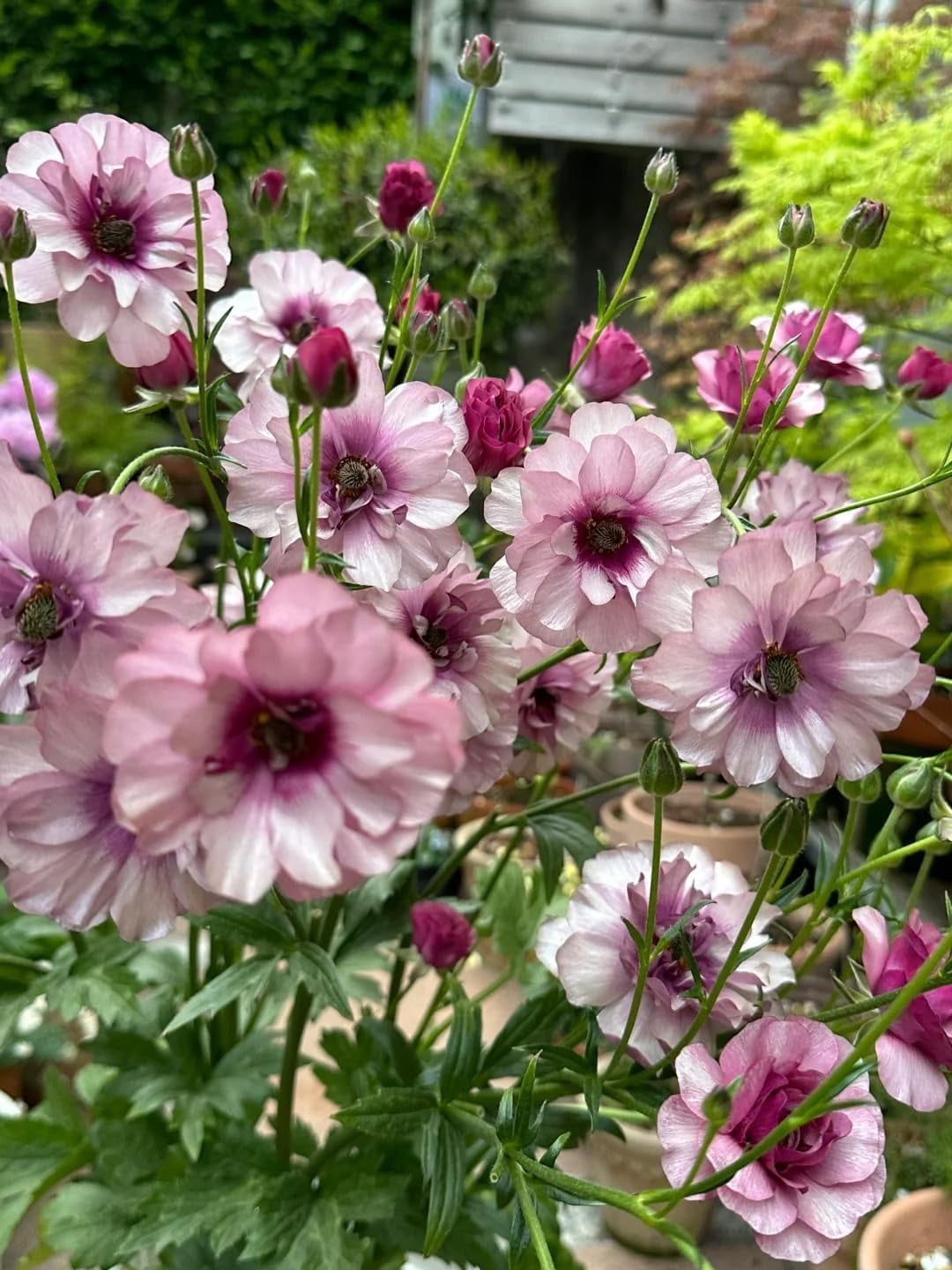 GSDWIUEW Butterfly Ranunculus Bulbs Buttercup Bare Roots for Planting Canada, Perennial Flower Ranunculus asiaticus, Double Ranunculus Bare Roots for Cut Flowers Garden Indoor Outdoor (10, Thiva)