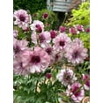 thumbnail image 1 of GSDWIUEW Butterfly Ranunculus Bulbs Buttercup Bare Roots for Planting Canada, Perennial Flower Ranunculus asiaticus, Double Ranunculus Bare Roots for Cut Flowers Garden Indoor Outdoor (30, Thiva), 1 of 6