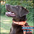 thumbnail image 2 of Country Brook Petz Martingale Dog Collar - Heavy-Duty Training Collar with No Buckle - Service Dog Collar for All Pups - Vibrant, Colorful Collection (Hot Orange, 3/4 Inch, Small), 2 of 8