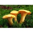 thumbnail image 4 of GSDWIUEW Chantarelle Champignon Frayer Mycelium Spores pour la Plantation, 4 of 8