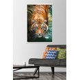 thumbnail image 3 of Tiger - Water Wall Poster, 22.375" x 34" Framed, 3 of 4