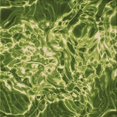 thumbnail image 1 of Ahgly Tapis d'Intérieur Lavable en Machine Carré Vert, 6 Pieds Carré, 1 of 7