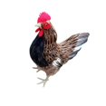 thumbnail image 1 of Dalazy Realistic Hen Model Lifelike Chicken Sculpture Animal Figurine Brown L 1Set, 1 of 6