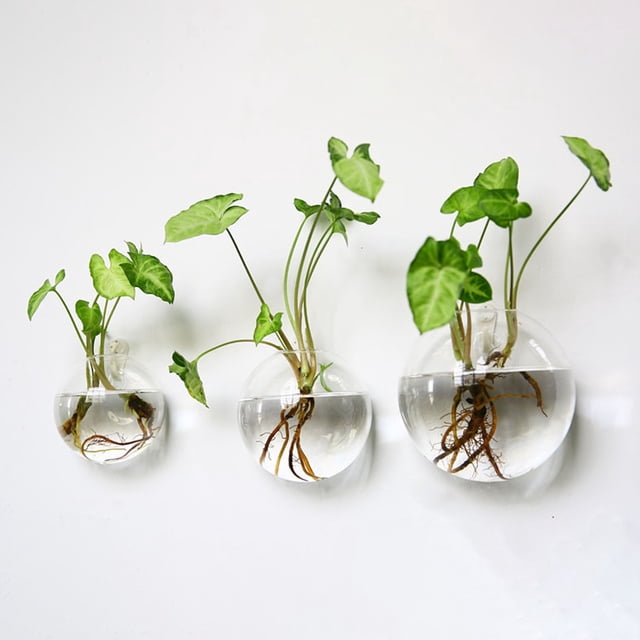 Vaidha Creatives Wall Hanging Vase Semi-round Transparent Hydroponic Glass Crafts Home Decoration