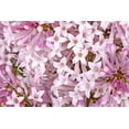 thumbnail image 3 of Lilas japonais Miss Kim 2 gal arbuste, 3 of 5