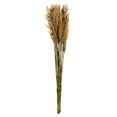 thumbnail image 1 of Vickerman H1PLR000-2 Faisceau de Roseaux à Plumes d'Ivoire de 36 à 40 Po, 1 of 1