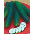 thumbnail image 3 of Burpee Organic Garden Sweet Burpless Hybrid Cucumber, Plant Seeds for Home Garden, 3 of 5