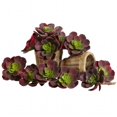 thumbnail image 1 of Plante Succulente Echeveria 5 Po, Bordeaux - Ensemble de 12, 1 of 1