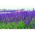 thumbnail image 1 of HIGHGW 200 Seeds Sage Sapphire Blue Farinacea Seeds, 1 of 3