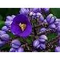 thumbnail image 2 of Hawaiian Flower Plant Roots - Bamboo Orchids - Hibiscus - Ginger -Ti Logs (Blue Ginger Root), 2 of 4