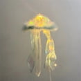 thumbnail image 4 of Kbndieu Jellyfish Lamp Jellyfish Lamp Ensemble de Matériaux, Gadgets du Réveillon du Nouvel An, Gadgets du Réveillon, Décorations, Décoration de Chambre, Gadgets de Table Essentiels pour la Maison, 4 of 4