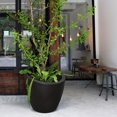 thumbnail image 2 of Modesto 20" Tall Planter, 2 of 2