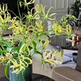 thumbnail image 4 of HIGHGW Bulbes de Rothschildiana Gloriosa (Lys de Feu/lys en Flammes) - Fleur de Vigne Grimpante Exotique 8 Pcs / 20 Pcs Floraisons Rouges et Jaunes Vibrantes pour Jardin et Contenants (Jaune,20), 4 of 6