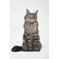 thumbnail image 3 of Maine coon cat - 24"x36" canvas - Print on demand, 3 of 5