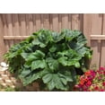 thumbnail image 2 of 50 BLACK BEAUTY ZUCCHINI Summer Squash Cucurbita Pepo Vegetable Seeds, 2 of 5