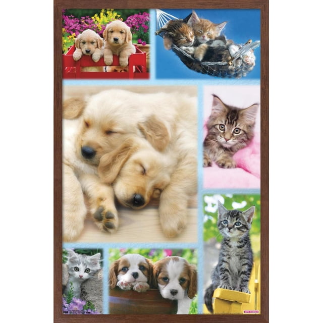 Keith Kimberlin - Affiche Murale Collage de Chiots et Chatons, 22,375 Pouces x 34 Pouces Présentant un Collage Encadré de Chiots et Chatons Incluant Deux golden retriever Dormant Ensemble, des Chatons Câlinés dans un Hamac, un Chaton Tigré sur une Couverture Rose, un Chaton Gris et Blanc Près des Fleurs, et un Petit Chiot Posant Sa Tête sur une surface en Bois. Imprimée sur Papier Lustré aux Couleurs Vibrantes, Idéale pour la Déco Maison et l'Art Mural.